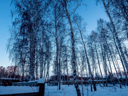 Winter frosty landscape with sunset in birch forestの写真素材