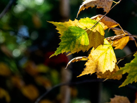 colorful autumn leaves on the branches of a tree in the forestの写真素材