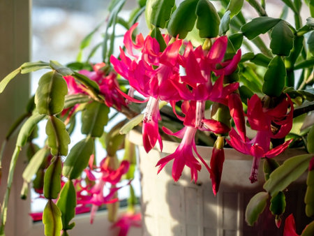 bright and beautiful blooming Schlumberger cactus on the windowsillの写真素材