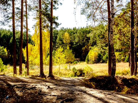 colorful autumn trees illuminated by the sun in a clearingの写真素材