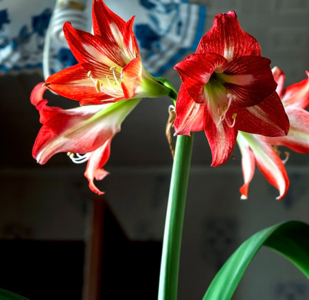 A beautiful amaryllis flower bloomed in a pot on the windowsillの写真素材