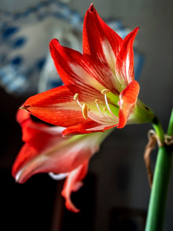 A beautiful amaryllis flower bloomed in a pot on the windowsillの写真素材