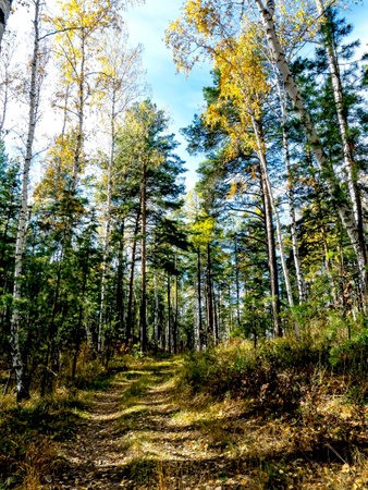 Autumn forest landscape in the early morning on a steep mountainsideの写真素材
