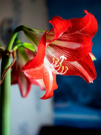A beautiful amaryllis flower bloomed in a pot on the windowsillの写真素材