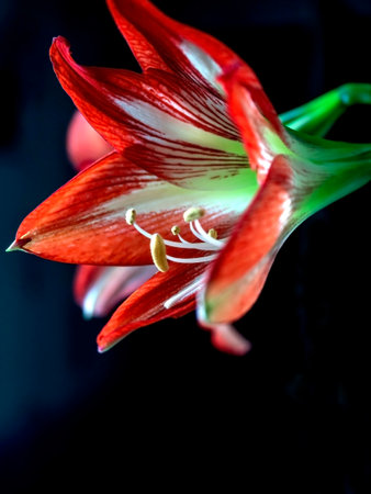 A beautiful amaryllis flower bloomed in a pot on the windowsillの写真素材