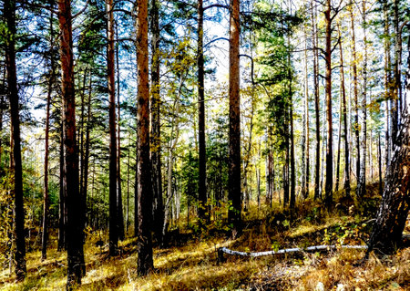 Autumn forest landscape in the early morning on a steep mountainsideの写真素材