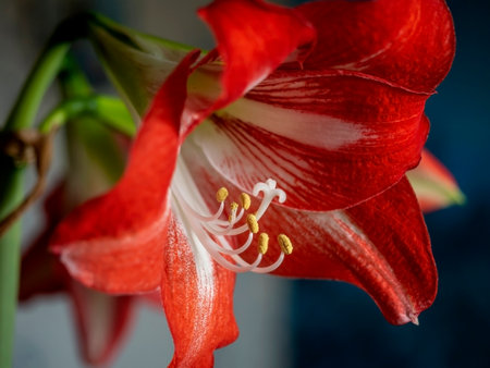 A beautiful amaryllis flower bloomed in a pot on the windowsillの写真素材