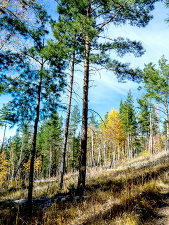 Autumn forest landscape in the early morning on a steep mountainsideの写真素材