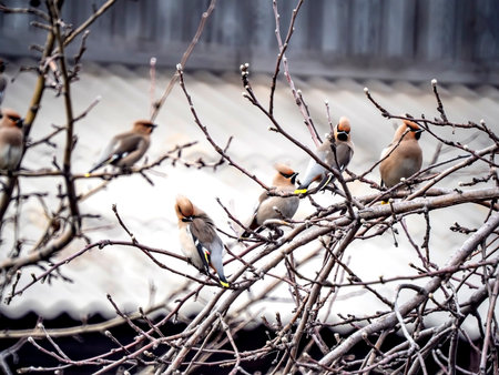 Beautiful birds with the Latin name Bombycilla garrulus sit on the branches of a tree in springの写真素材