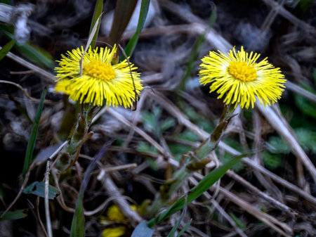 the first spring flowers of mother and stepmother with the Latin name Tussilago farfara, a medicinal plantの写真素材