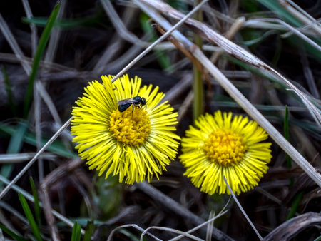 the first spring flowers of mother and stepmother with the Latin name Tussilago farfara, a medicinal plantの写真素材