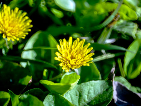 one of the first spring flowers is the dandelion, a plant with the Latin name Taraxacum officinaleの写真素材