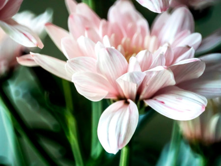 light pink chrysanthemum flowers in a bouquetの写真素材
