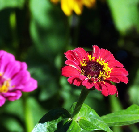 Red zinnia flower with green leaves backgroundの写真素材
