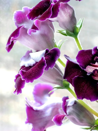 blooming purple-white gloxinia flower in a pot on the windowsillの写真素材