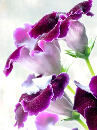 blooming purple-white gloxinia flower in a pot on the windowsill