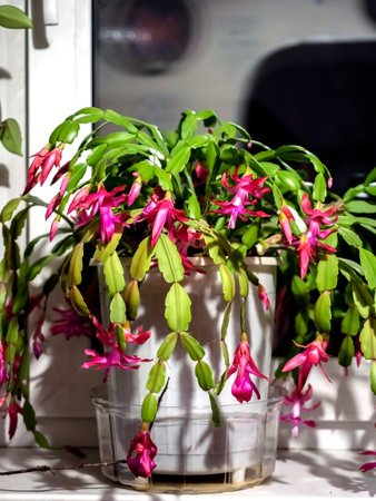 beautiful profusely blooming Schlumberger cactus on the windowsillの写真素材