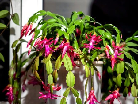 beautiful profusely blooming Schlumberger cactus on the windowsillの写真素材