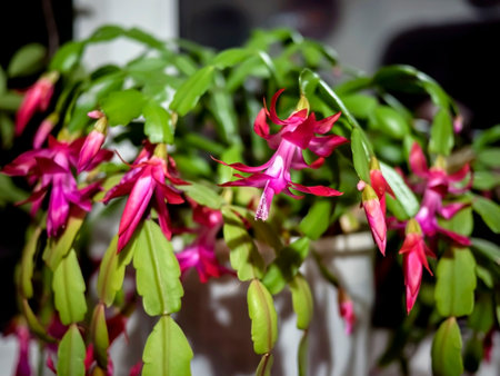 beautiful profusely blooming Schlumberger cactus on the windowsillの写真素材