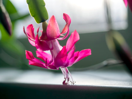 bright, beautiful red Schlumberger cactus flower on a blurred background