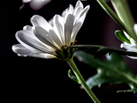 the bud of a delicate white chrysanthemum blooms on a blurred backgroundの写真素材
