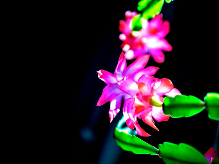 bright and beautiful blooming Schlumberger cactus on the windowsill