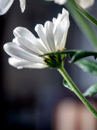 the bud of a delicate white flower blooms on a blurred background, macro