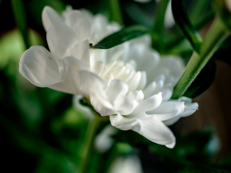 the bud of a delicate white chrysanthemum blooms on a blurred background, macro