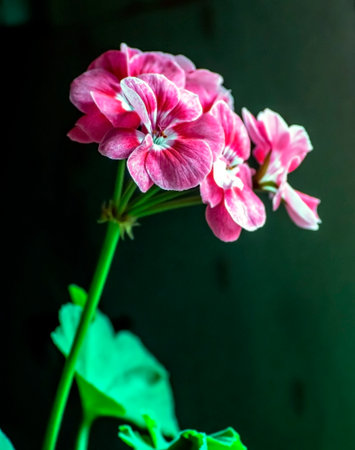 beautiful pink geranium flowers on a light background, macro