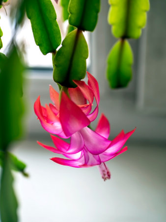 bright and beautiful blooming Schlumberger cactus on the windowsill