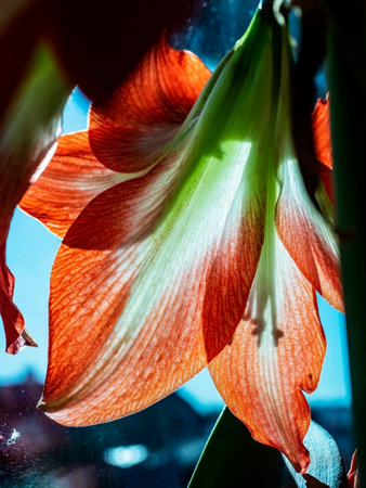 In spring, a beautiful amaryllis flower bloomed in a pot on the windowsillの写真素材