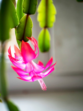 bright and beautiful blooming Schlumberger cactus on the windowsill
