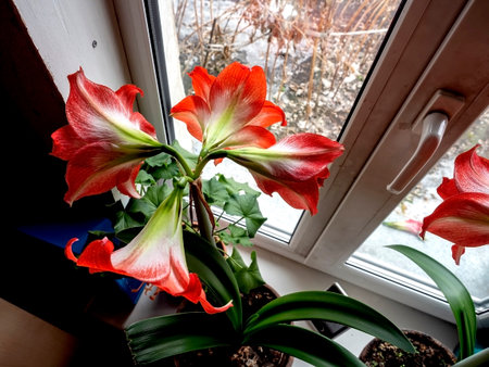In spring, a beautiful amaryllis flower bloomed in a pot on the windowsill on a blurred background, top viewの写真素材