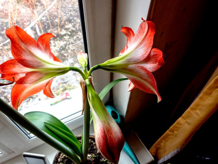 In spring, a beautiful amaryllis flower bloomed in a pot on the windowsill on a blurred background, top viewの写真素材