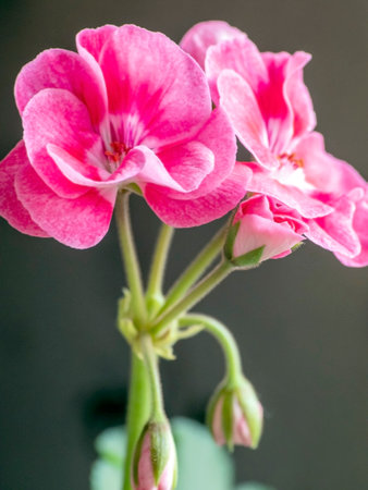 beautiful pink geranium flowers on a light background, macro