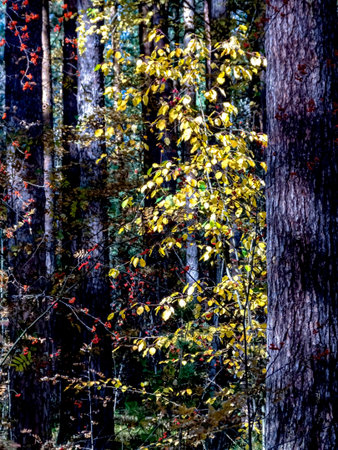 yellow leaves of an autumn tree in the forest illuminated by the bright sun