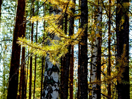 Yellow branch of larch Larix decidua illuminated by the sun in the autumn forestの写真素材
