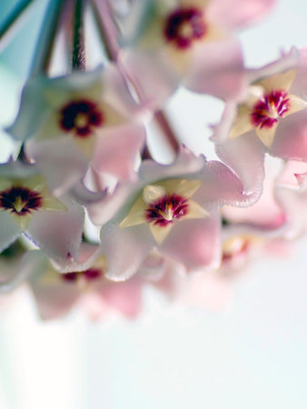 a beautiful unusual exotic flower resembling a wax product with the Latin name Hoya carnosaの写真素材
