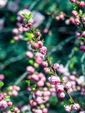 cherry blossom branches in the city garden in Chelyabinskの写真素材