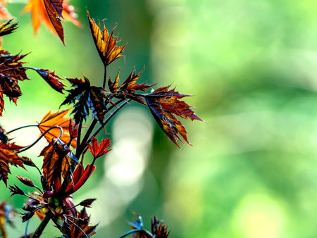 a maple with red leaves named Goldsworth Purple, an ornamental plant