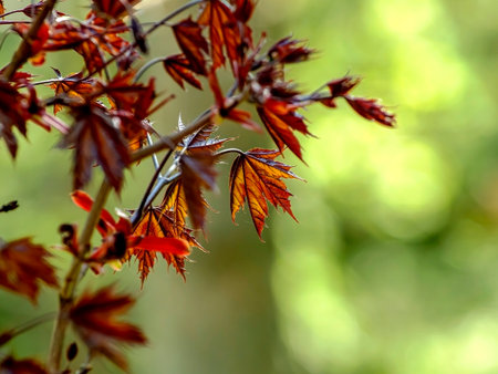 branches of a red-leaved maple on a background of spring greenery