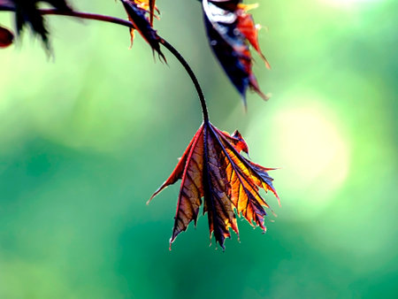 a maple with red leaves named Goldsworth Purple, an ornamental plant, looks spectacular against the...
