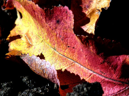 red-orange leaf on the ground, macroの写真素材