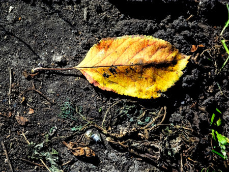 red-orange leaf on the ground, macroの写真素材