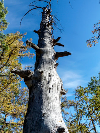 the bare trunk of an old dried-up larch tree on the mountain, short fragments of branches sticking...