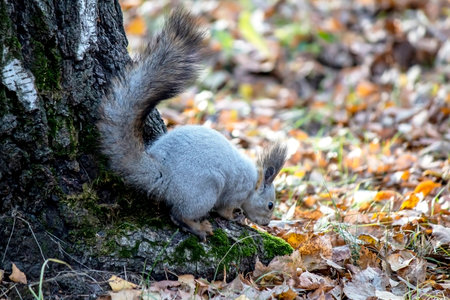 A gray squirrel next to the trunk of an old tree in an autumn forest