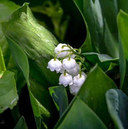 delicate bright white lilies of the valley bloomed in the garden in spring