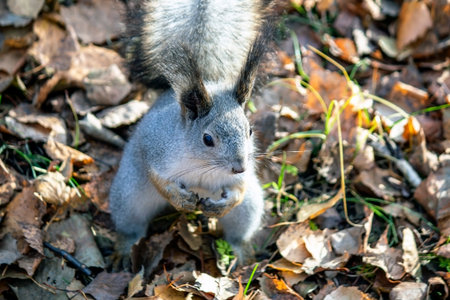 A grey squirrel stands upright among the fallen autumn leaves