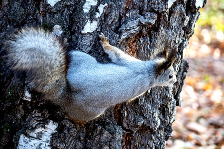 A grey squirrel sits on the trunk of an old tree in an autumn forest