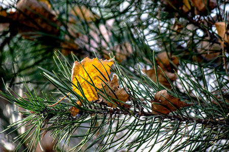 fallen yellow autumn leaves on pine branches among green needlesの写真素材